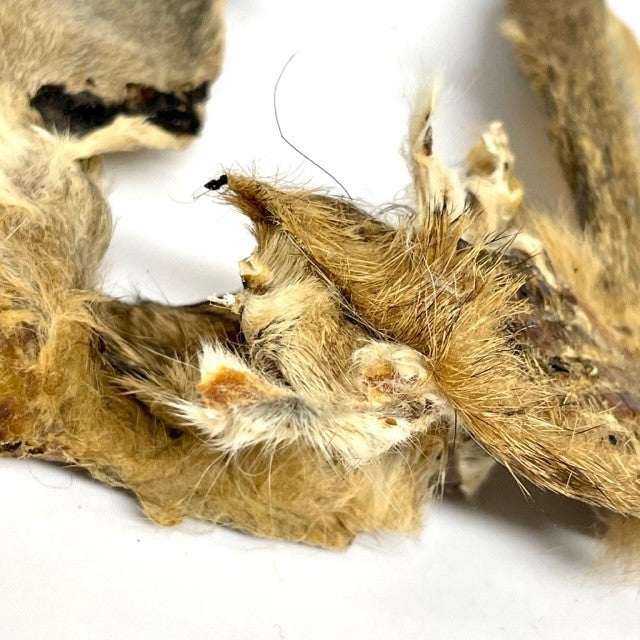 close up of rabbit ears 